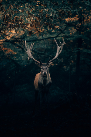 Jagd